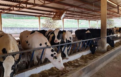 Produção de leite: Confira dicas para iniciar produção em sítio 