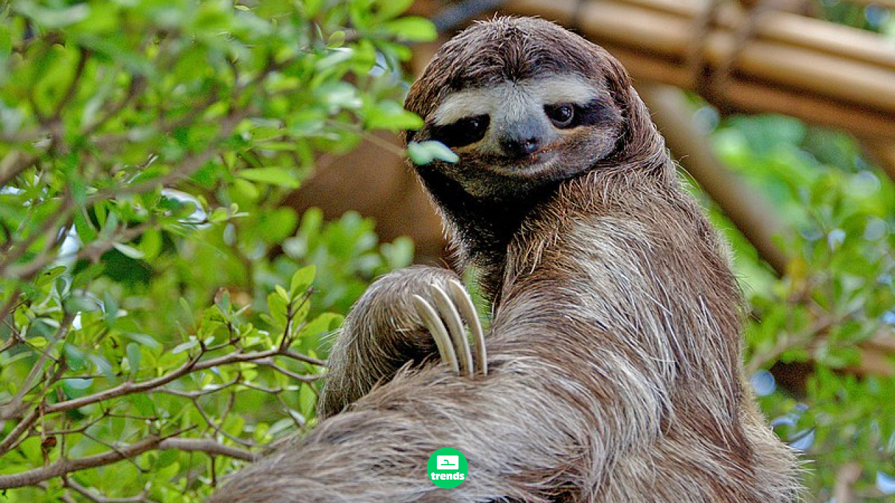 8 Animais mais lentos do mundo: Descubra por que a natureza valoriza a tranquilidade