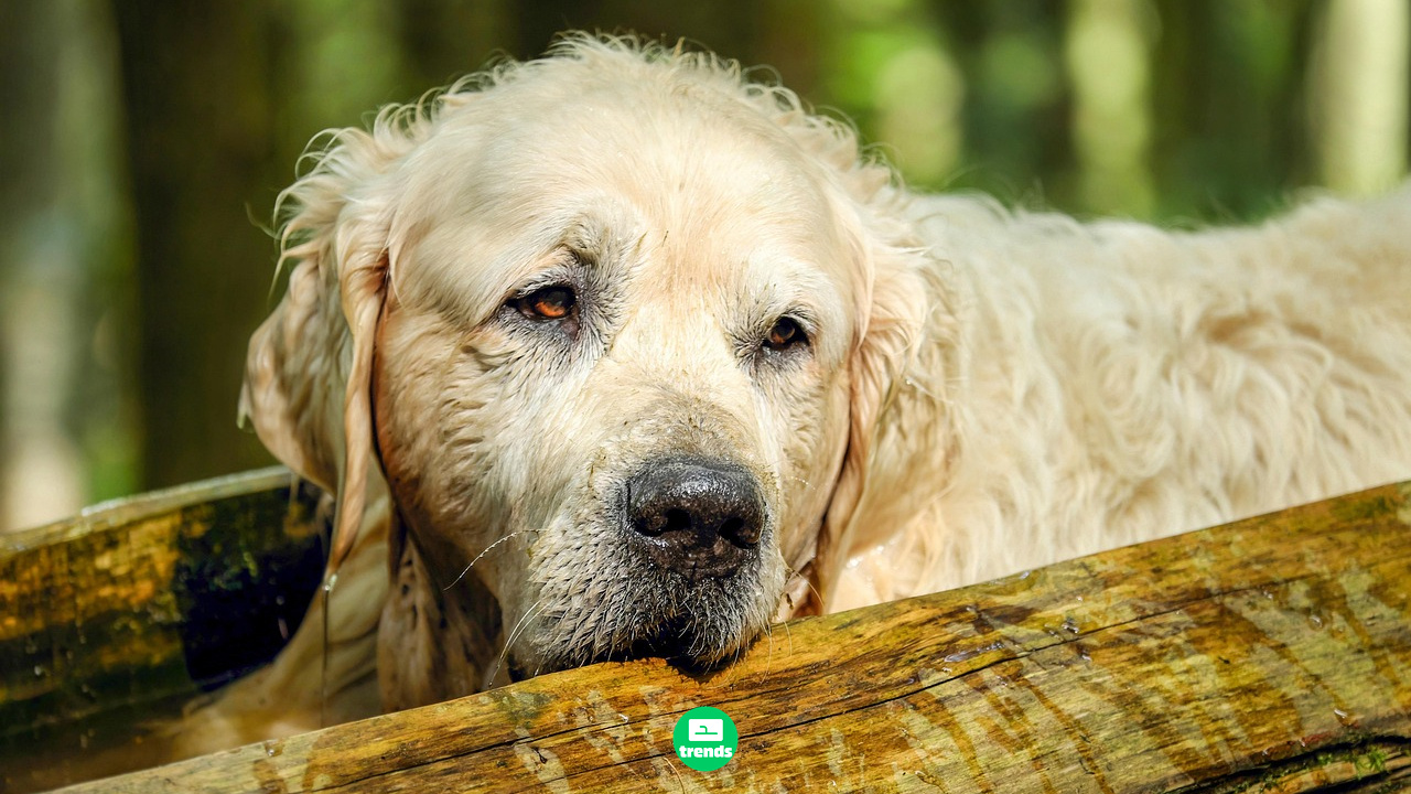 13 Raças de cães mais dóceis do mundo: Descubra o companheiro perfeito