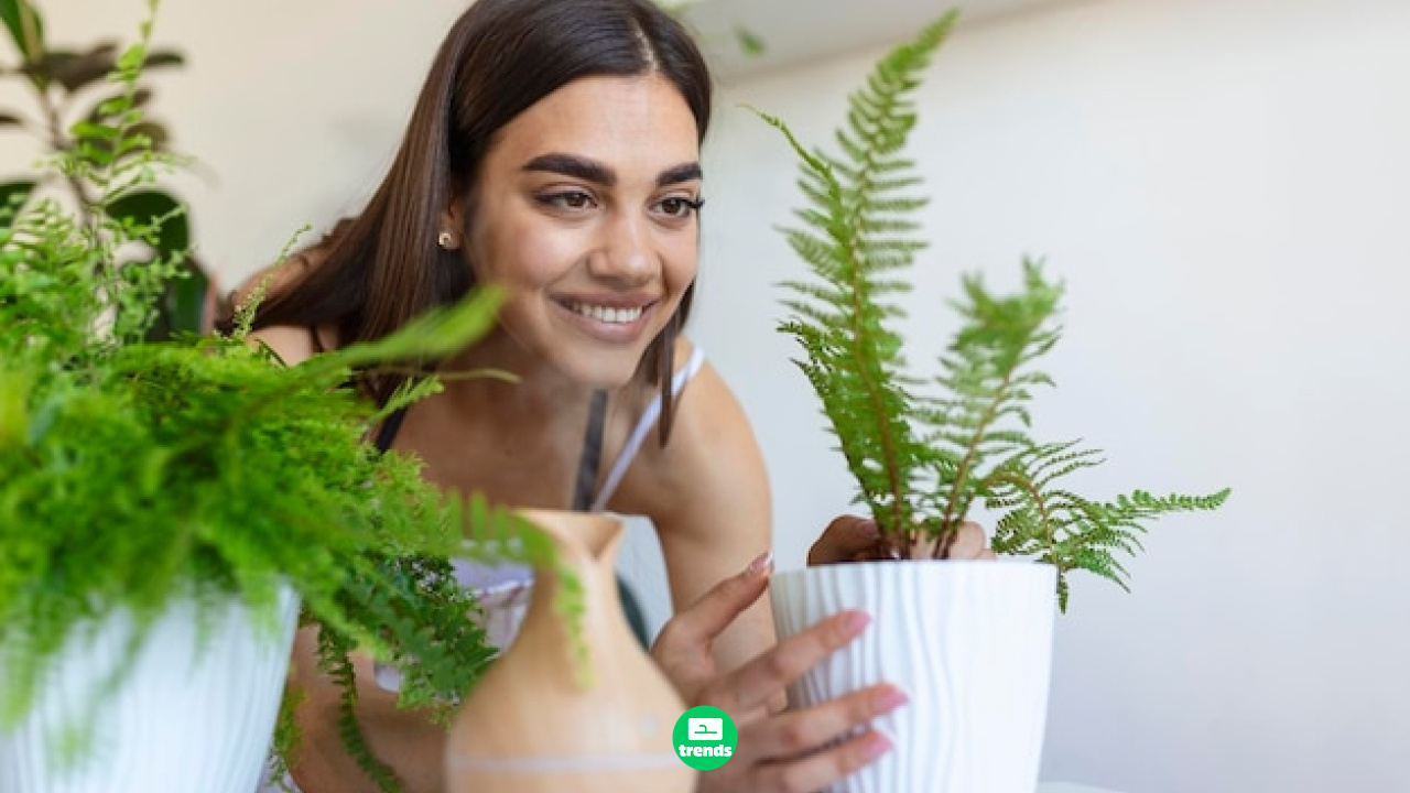 Plantas para ambientes internos: Veja como transformar sua casa em um refúgio verde e saudável