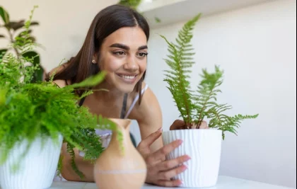 Plantas para ambientes internos: Veja como transformar sua casa em um refúgio verde e saudável